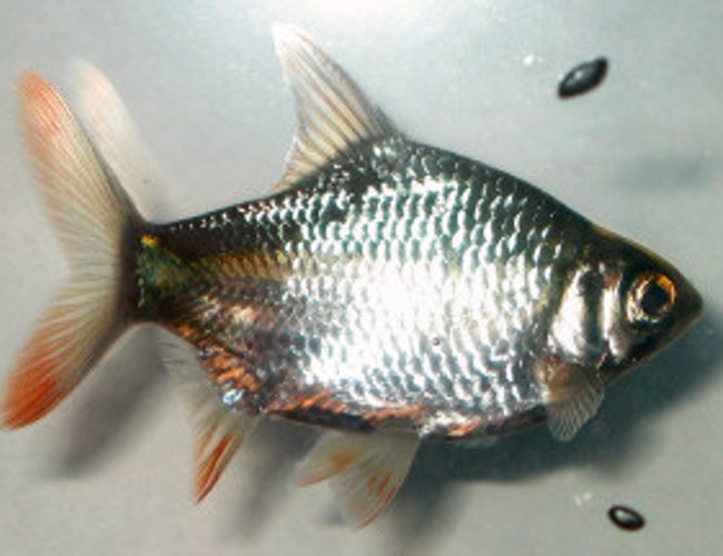 freshwater fish - barbus schwanefeldi - tinfoil red tail barb stocking in 18 gallons tank - Tinfoil Barb (Barbonymus Schwanenfeldii) freshwater fish - barbus schwanefeldi - tinfoil red tail barb stocking in 18 gallons tank - Tinfoil Barb (Barbonymus Schwanenfeldii)