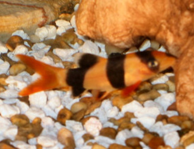 freshwater fish - botia macracantha - clown loach stocking in 18 gallons tank - Clown Loach (Chromobotia Macracanthus) freshwater fish - botia macracantha - clown loach stocking in 18 gallons tank - Clown Loach (Chromobotia Macracanthus)