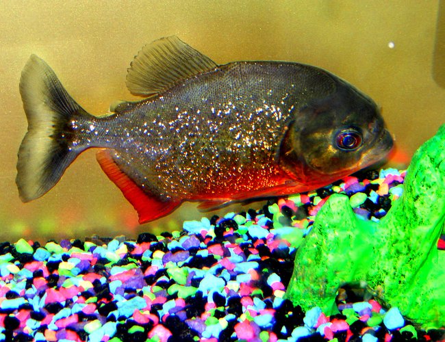 freshwater fish - pygocentrus nattereri - redbellied pirhana - i have 3 tanks one is a 55 gal. commercial tank i have my large pleco and some other tropical fish, I have a 45 gal. high wich houses my parrot fish i am raising. then i have my 30 gal. tank that has my favorite gus my redbelly piranna . freshwater fish - pygocentrus nattereri - redbellied pirhana - i have 3 tanks one is a 55 gal. commercial tank i have my large pleco and some other tropical fish, I have a 45 gal. high wich houses my parrot fish i am raising. then i have my 30 gal. tank that has my favorite gus my redbelly piranna .
