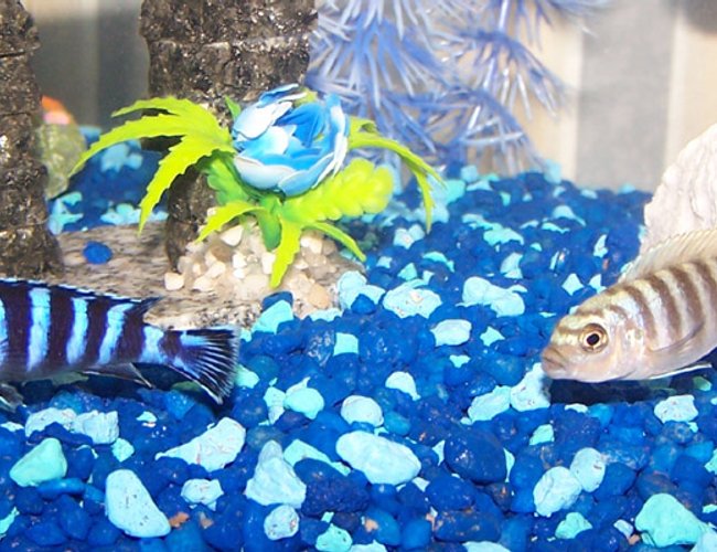freshwater fish - pseudotropheus demasoni - demasoni cichlid - My new Boys freshwater fish - pseudotropheus demasoni - demasoni cichlid - My new Boys