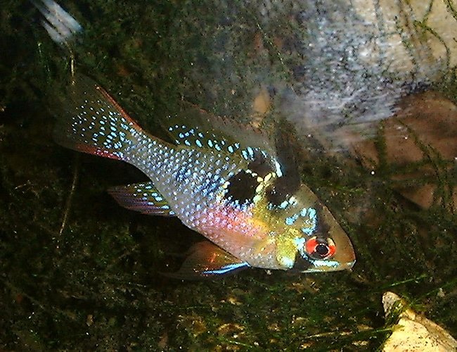 freshwater fish - papiliochromis ramirezi - german blue ram stocking in 55 gallons tank - Female Butterfly Ram freshwater fish - papiliochromis ramirezi - german blue ram stocking in 55 gallons tank - Female Butterfly Ram