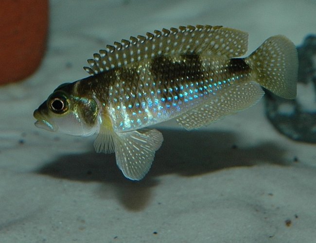 freshwater fish - lamprologus stappersi - pearly ocellatus - Male 'Lamprologus' stappersi (meleagris). He loves to show off, and he really shows why shelldwellers are such wonderful fish. Believe it or not, this fish is an inch long. freshwater fish - lamprologus stappersi - pearly ocellatus - Male 'Lamprologus' stappersi (meleagris). He loves to show off, and he really shows why shelldwellers are such wonderful fish. Believe it or not, this fish is an inch long.