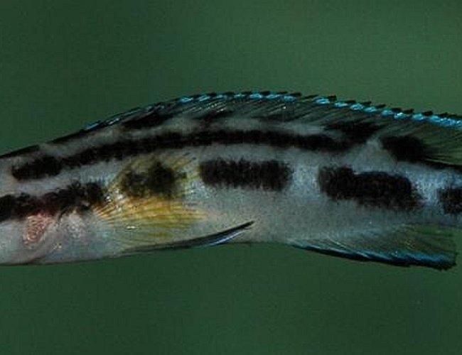 freshwater fish - julidochromis transcriptus - the masked julie - Julidochromis transcriptus, a lovely species adapted to be slim so they can fit into very small caves and rockwork. freshwater fish - julidochromis transcriptus - the masked julie - Julidochromis transcriptus, a lovely species adapted to be slim so they can fit into very small caves and rockwork.