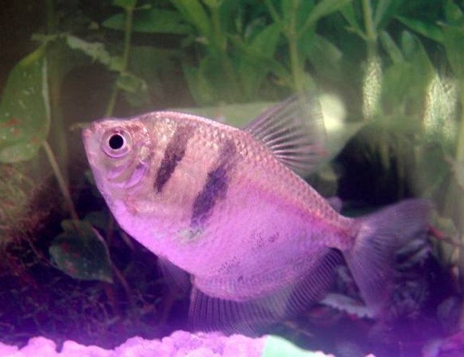 freshwater fish - gymnocorymbus sp. - black skirt tetra stocking in 10 gallons tank - One of my Blackskirt Tetras from another 10 Gal I have freshwater fish - gymnocorymbus sp. - black skirt tetra stocking in 10 gallons tank - One of my Blackskirt Tetras from another 10 Gal I have