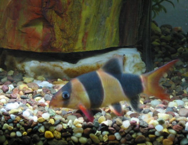 freshwater fish - botia macracantha - clown loach stocking in 55 gallons tank - clown loach- petrified wood in background freshwater fish - botia macracantha - clown loach stocking in 55 gallons tank - clown loach- petrified wood in background