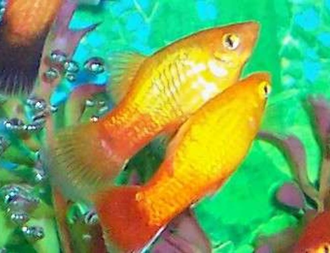 freshwater fish - xiphophorus maculatus - assorted platy stocking in 80 gallons tank - Platy pair. freshwater fish - xiphophorus maculatus - assorted platy stocking in 80 gallons tank - Platy pair.
