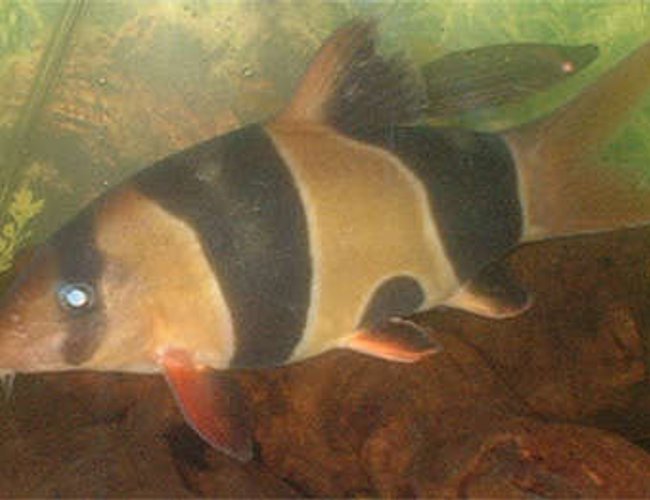 freshwater fish - botia macracantha - clown loach stocking in 110 gallons tank - My 6" fat Clown loach. freshwater fish - botia macracantha - clown loach stocking in 110 gallons tank - My 6" fat Clown loach.