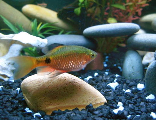 freshwater fish - puntius conchonius - rosy barb stocking in 24 gallons tank - Rosey Barb freshwater fish - puntius conchonius - rosy barb stocking in 24 gallons tank - Rosey Barb