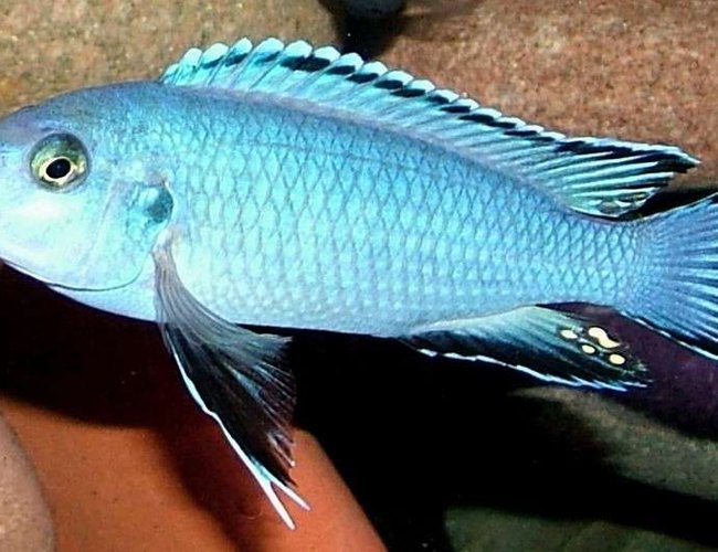 freshwater fish - pseudotropheus socolofi - powder blue cichlid stocking in 180 gallons tank - Pseudotropheus Socolofi freshwater fish - pseudotropheus socolofi - powder blue cichlid stocking in 180 gallons tank - Pseudotropheus Socolofi