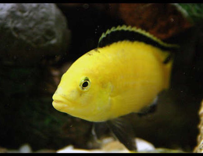 freshwater fish - labidochromis caeruleus - electric yellow cichlid stocking in 40 gallons tank - electric yellow male freshwater fish - labidochromis caeruleus - electric yellow cichlid stocking in 40 gallons tank - electric yellow male