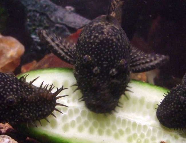 freshwater fish - ancistrus sp. - starry night pleco (l-183) stocking in 90 gallons tank - 3 of my bristle nose pleco's munching on some cucumber freshwater fish - ancistrus sp. - starry night pleco (l-183) stocking in 90 gallons tank - 3 of my bristle nose pleco's munching on some cucumber