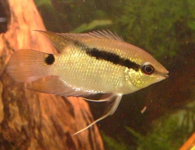 freshwater fish - mesonauta festivus - festivum cichlid stocking in 90 gallons tank - young sertivum freshwater fish - mesonauta festivus - festivum cichlid stocking in 90 gallons tank - young sertivum