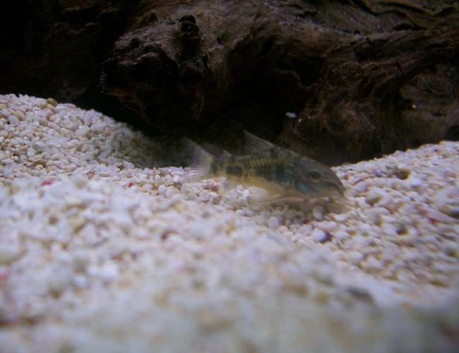 freshwater fish - corydoras paleatus - peppered cory cat stocking in 32 gallons tank - One of my Peppered Corydoras freshwater fish - corydoras paleatus - peppered cory cat stocking in 32 gallons tank - One of my Peppered Corydoras