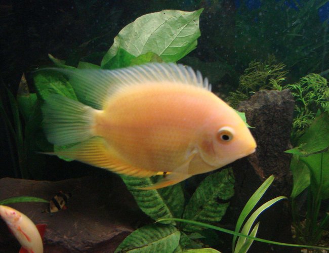 freshwater fish - amphilophus labiatus - red devil stocking in 200 gallons tank - Juvenile golden severum freshwater fish - amphilophus labiatus - red devil stocking in 200 gallons tank - Juvenile golden severum