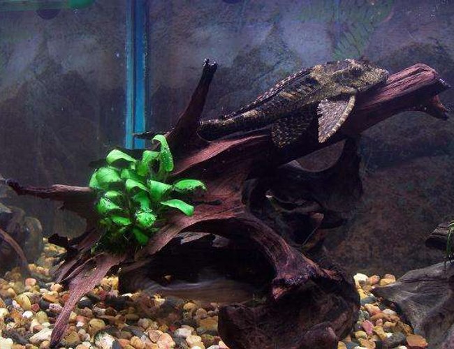 freshwater fish - glyptoperichthys gibbiceps - sailfin pleco (l-83) stocking in 50 gallons tank - pleco on an old tree root that i attachad a plant to freshwater fish - glyptoperichthys gibbiceps - sailfin pleco (l-83) stocking in 50 gallons tank - pleco on an old tree root that i attachad a plant to