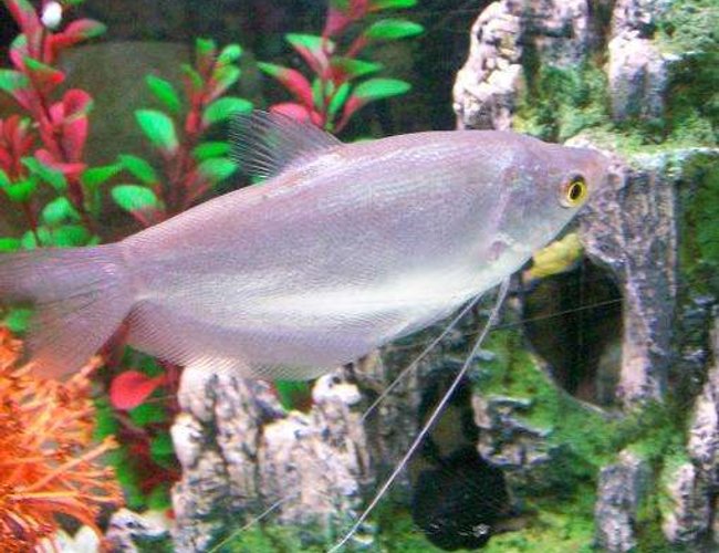 freshwater fish - trichogaster microlepis - moonlight gourami - Moonlight Gourami.. freshwater fish - trichogaster microlepis - moonlight gourami - Moonlight Gourami..