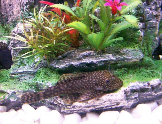 freshwater fish - ancistrus sp. - bushy nose pleco - Bristlenose Catfish..(Female).. freshwater fish - ancistrus sp. - bushy nose pleco - Bristlenose Catfish..(Female)..