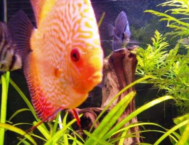 freshwater fish - symphysodon sp. - red leopard discus stocking in 98 gallons tank - Inquisetive Discus. freshwater fish - symphysodon sp. - red leopard discus stocking in 98 gallons tank - Inquisetive Discus.