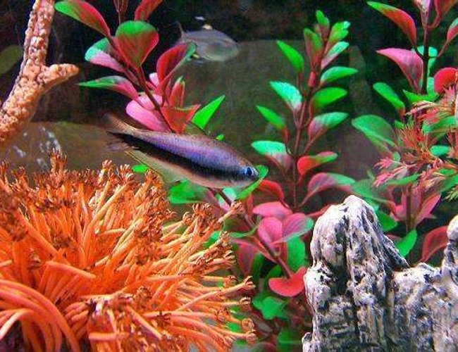 freshwater fish - paracheirodon axelrodi - cardinal tetra - ??Blue Eyed Tetra?? freshwater fish - paracheirodon axelrodi - cardinal tetra - ??Blue Eyed Tetra??