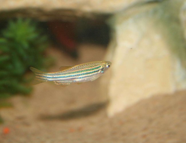 freshwater fish - danio rerio - zebra danio stocking in 1 gallon tank - little fish freshwater fish - danio rerio - zebra danio stocking in 1 gallon tank - little fish