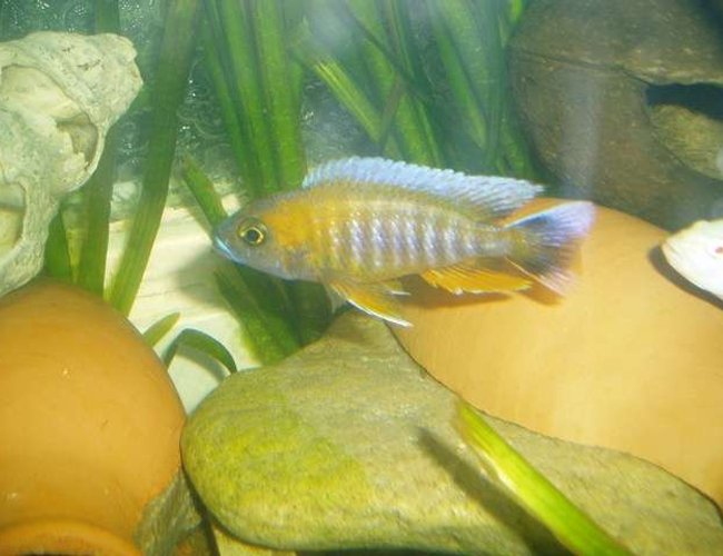 freshwater fish - aulonocara rubescens - ruby red peacock stocking in 70 gallons tank - cichlid freshwater fish - aulonocara rubescens - ruby red peacock stocking in 70 gallons tank - cichlid