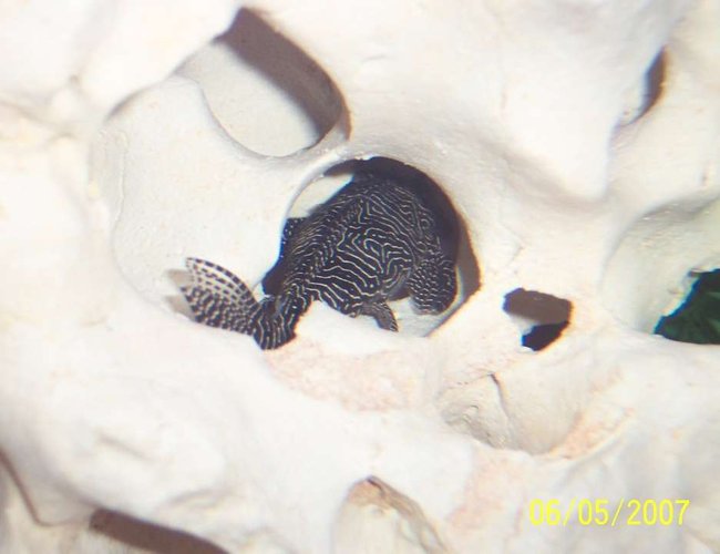 freshwater fish - hypancistrus sp. - queen arabesque pleco (l-260) stocking in 80 gallons tank - My queen arabesque pleco hiding out! freshwater fish - hypancistrus sp. - queen arabesque pleco (l-260) stocking in 80 gallons tank - My queen arabesque pleco hiding out!