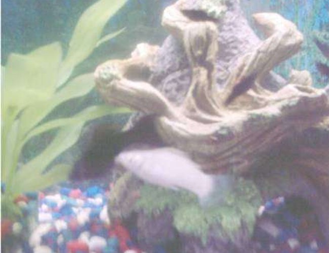 freshwater fish - poecilia velifera - platinum lyretail molly stocking in 10 gallons tank - My Molly Love Birds freshwater fish - poecilia velifera - platinum lyretail molly stocking in 10 gallons tank - My Molly Love Birds