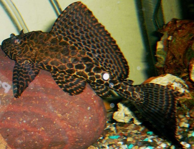 freshwater fish - glyptoperichthys gibbiceps - sailfin pleco (l-83) - My Gibby a little older but still a baby freshwater fish - glyptoperichthys gibbiceps - sailfin pleco (l-83) - My Gibby a little older but still a baby