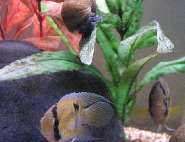 freshwater fish - cleithracara maronii - keyhole cichlid stocking in 50 gallons tank - Keyhole Cichlid Pair
Snail freshwater fish - cleithracara maronii - keyhole cichlid stocking in 50 gallons tank - Keyhole Cichlid Pair
Snail