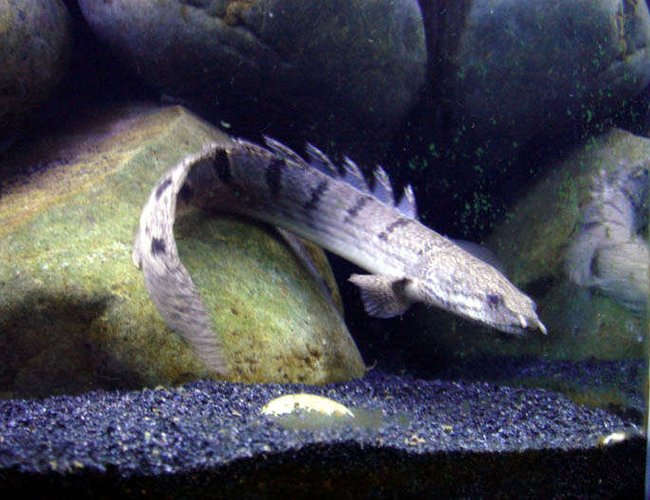 freshwater fish - polypterus senegalus - senegal bichir stocking in 55 gallons tank - senegal bichir freshwater fish - polypterus senegalus - senegal bichir stocking in 55 gallons tank - senegal bichir
