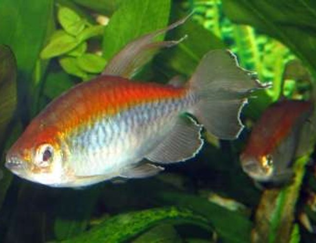 freshwater fish - phenacogrammus interruptus - congo tetra stocking in 75 gallons tank - Congo Tetras freshwater fish - phenacogrammus interruptus - congo tetra stocking in 75 gallons tank - Congo Tetras