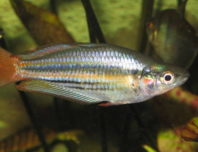 freshwater fish - melanotaenia solata - rainbowfish stocking in 75 gallons tank - Melanotaenia Solata freshwater fish - melanotaenia solata - rainbowfish stocking in 75 gallons tank - Melanotaenia Solata