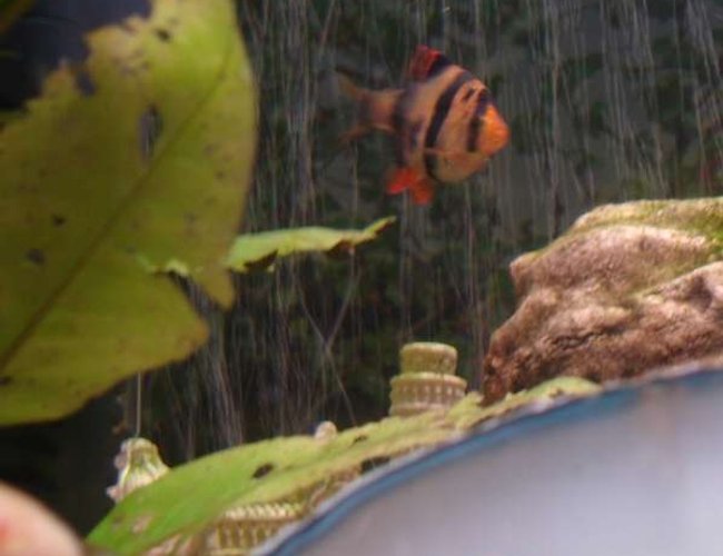 freshwater fish - puntius tetrazona - tiger barb stocking in 18 gallons tank - A dart swimming over leaning tower of pisa freshwater fish - puntius tetrazona - tiger barb stocking in 18 gallons tank - A dart swimming over leaning tower of pisa