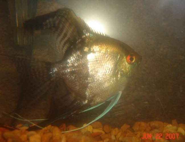 freshwater fish - pterophyllum scalare - veil angel stocking in 90 gallons tank - angelfish over 1 1/2 years old freshwater fish - pterophyllum scalare - veil angel stocking in 90 gallons tank - angelfish over 1 1/2 years old
