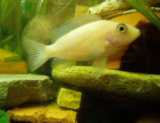 freshwater fish - aulonocara sp. - dragon blood peacock stocking in 70 gallons tank - male cichlide freshwater fish - aulonocara sp. - dragon blood peacock stocking in 70 gallons tank - male cichlide