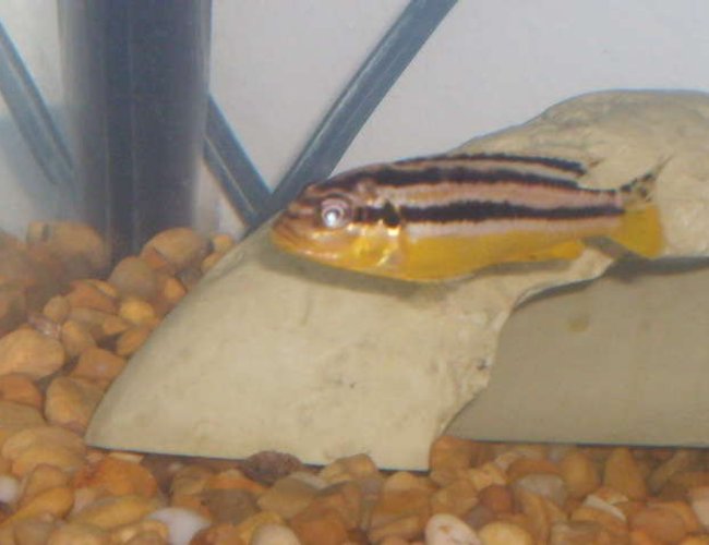 freshwater fish - melanochromis auratus - auratus cichlid stocking in 30 gallons tank - this is my melanochromis auratus female she was starting to spawn with the electric blue johannii freshwater fish - melanochromis auratus - auratus cichlid stocking in 30 gallons tank - this is my melanochromis auratus female she was starting to spawn with the electric blue johannii