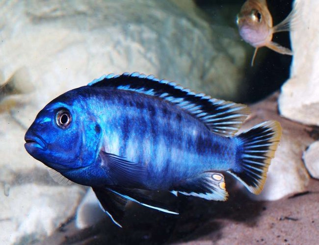 freshwater fish - pseudotropheus saulosi stocking in 87 gallons tank - One of two male Pseudotrophius Saulosi freshwater fish - pseudotropheus saulosi stocking in 87 gallons tank - One of two male Pseudotrophius Saulosi