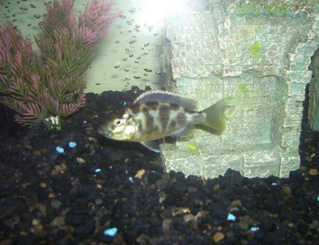 freshwater fish - nimbochromis venustus - venustus cichlid stocking in 55 gallons tank - cichlid freshwater fish - nimbochromis venustus - venustus cichlid stocking in 55 gallons tank - cichlid