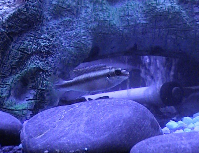 freshwater fish - pelvicachromis pulcher - kribensis cichlid stocking in 46 gallons tank - One of our amazing Cichlids freshwater fish - pelvicachromis pulcher - kribensis cichlid stocking in 46 gallons tank - One of our amazing Cichlids