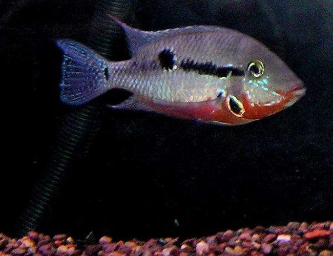 freshwater fish - thorichthys meeki - firemouth cichlid stocking in 210 gallons tank - Firemouth Cichlid freshwater fish - thorichthys meeki - firemouth cichlid stocking in 210 gallons tank - Firemouth Cichlid
