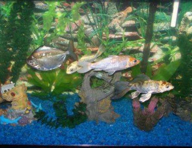 freshwater fish - metynnis argenteus - silver dollar stocking in 30 gallons tank - Koi and Silver Dollar tank freshwater fish - metynnis argenteus - silver dollar stocking in 30 gallons tank - Koi and Silver Dollar tank