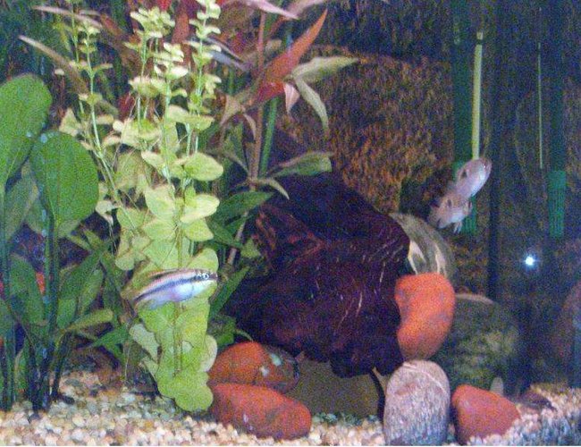 freshwater fish - pelvicachromis pulcher - kribensis cichlid stocking in 40 gallons tank - Keyholes and Krib freshwater fish - pelvicachromis pulcher - kribensis cichlid stocking in 40 gallons tank - Keyholes and Krib