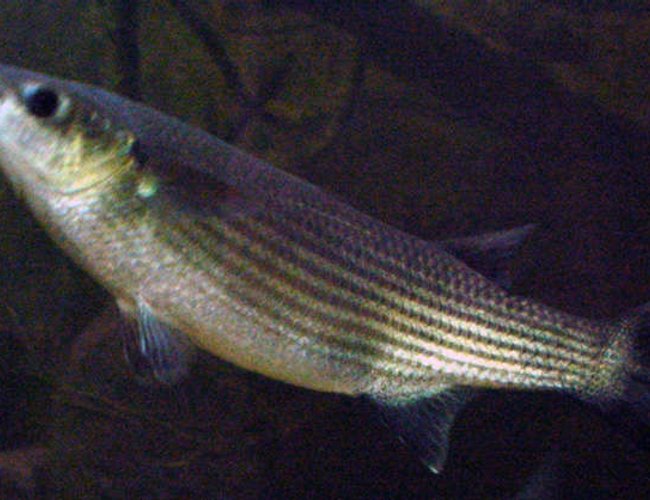 freshwater fish - mugil cephalus - grey mullet stocking in 1500 gallons tank - One of my grey mullet c. 1.5lbs in a brackish, coldwater tank. Other inhabitants - siberian sturgeon x 3, diamond sturgeon x 2, three-spined sticklebacks and a shoal of mullet c 30 in, mixed size 3 -14 inches freshwater fish - mugil cephalus - grey mullet stocking in 1500 gallons tank - One of my grey mullet c. 1.5lbs in a brackish, coldwater tank. Other inhabitants - siberian sturgeon x 3, diamond sturgeon x 2, three-spined sticklebacks and a shoal of mullet c 30 in, mixed size 3 -14 inches