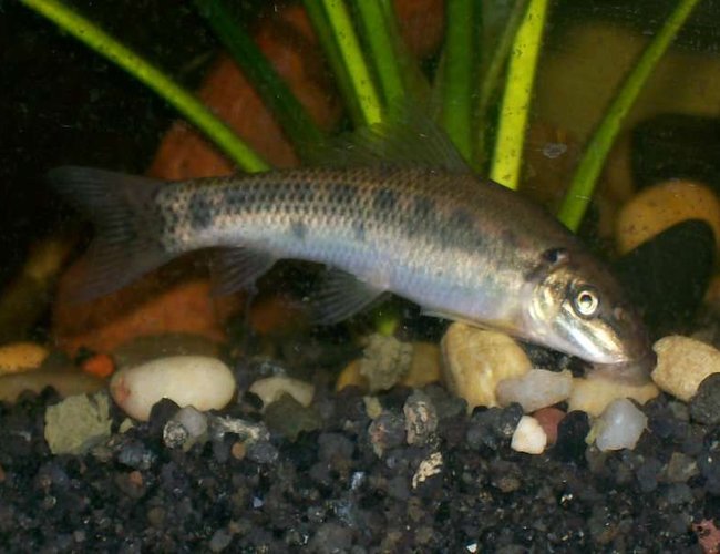 freshwater fish - gyrinocheilos aymonieri - chinese algae eater stocking in 30 gallons tank - chinese algea eater he's a big boy! freshwater fish - gyrinocheilos aymonieri - chinese algae eater stocking in 30 gallons tank - chinese algea eater he's a big boy!