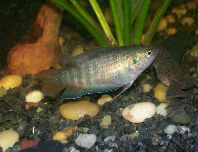 freshwater fish - macropodus opercularis - blue paradise stocking in 30 gallons tank - female blue paradise gourami love em freshwater fish - macropodus opercularis - blue paradise stocking in 30 gallons tank - female blue paradise gourami love em
