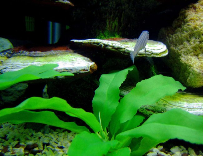 freshwater fish - aulonocara stuartgranti - peacock cichlid stocking in 75 gallons tank - Peacock freshwater fish - aulonocara stuartgranti - peacock cichlid stocking in 75 gallons tank - Peacock