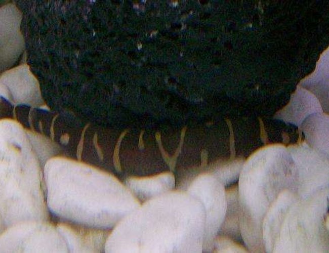 freshwater fish - pangio sp. - black kuhlii loach - ..Khulie Loach.. freshwater fish - pangio sp. - black kuhlii loach - ..Khulie Loach..