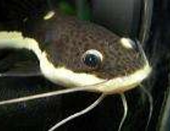 freshwater fish - pimelodus blochii - flat-nosed catfish stocking in 210 gallons tank - RTC 3" freshwater fish - pimelodus blochii - flat-nosed catfish stocking in 210 gallons tank - RTC 3"
