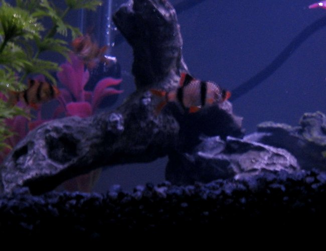 freshwater fish - puntius tetrazona - tiger barb stocking in 20 gallons tank - Tiger Barbs freshwater fish - puntius tetrazona - tiger barb stocking in 20 gallons tank - Tiger Barbs