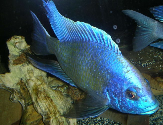 freshwater fish - nimbochromis venustus - venustus cichlid stocking in 180 gallons tank - 8.5" Male nimbochromis venustus in full breeding colors. freshwater fish - nimbochromis venustus - venustus cichlid stocking in 180 gallons tank - 8.5" Male nimbochromis venustus in full breeding colors.